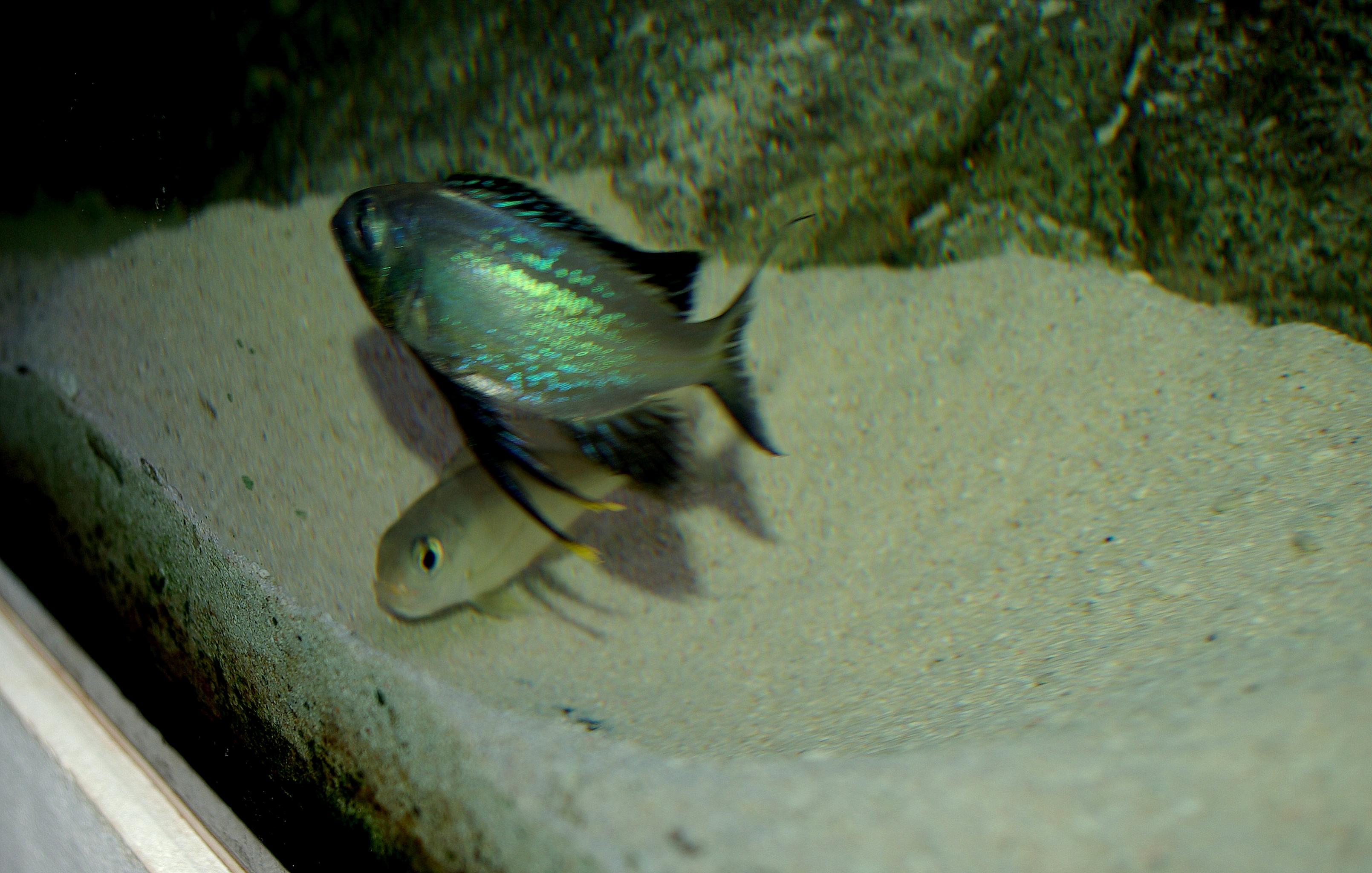 1-IMGP6094.jpg