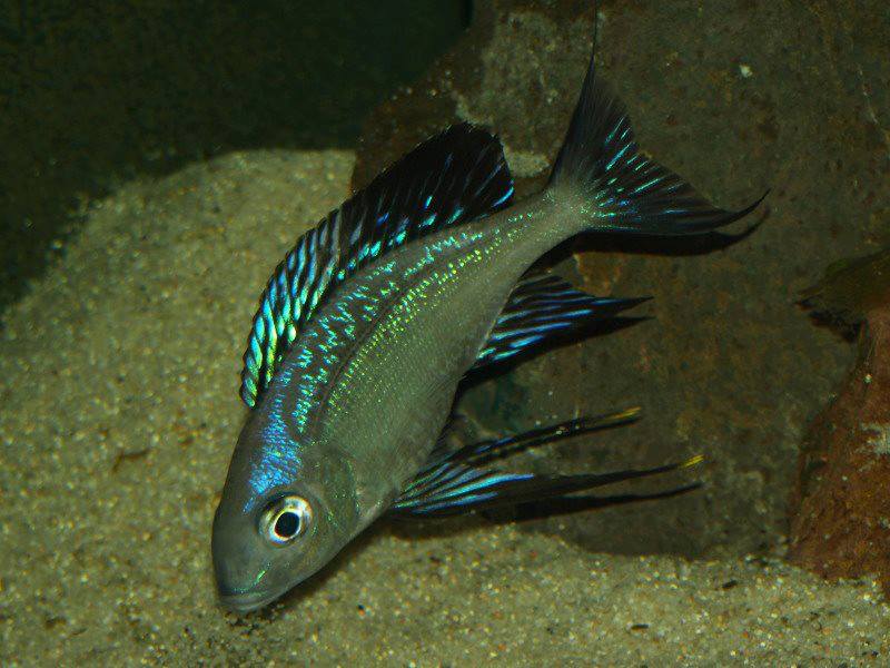 Foae Linangu.jpg