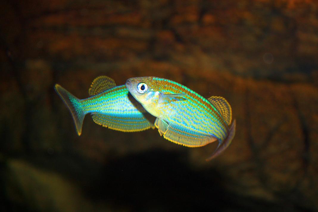 Fisk 011a.jpg