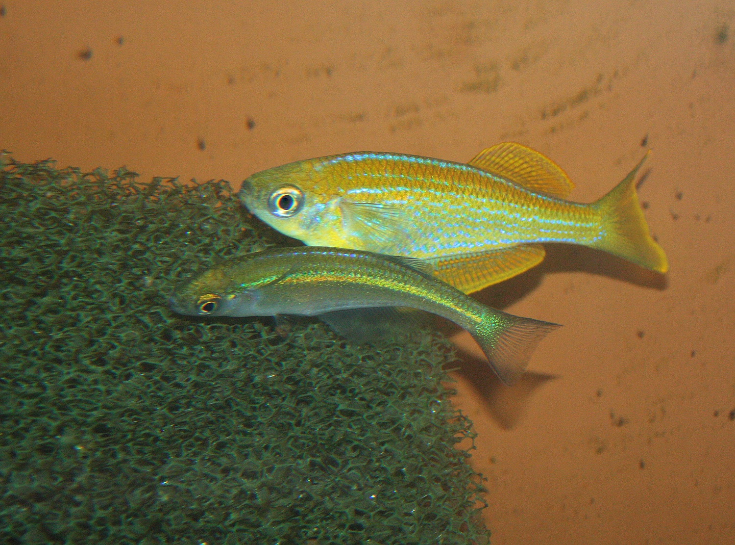 2010-12-09 029.jpg