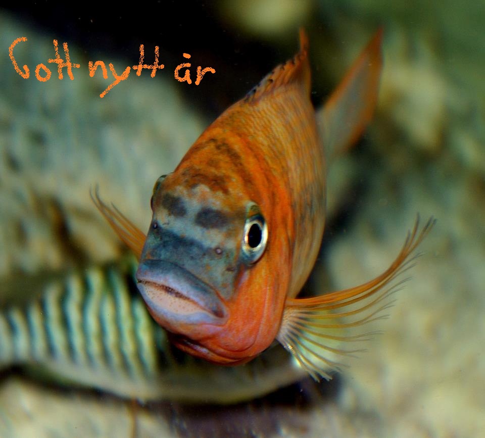 Gott nytt år.jpg