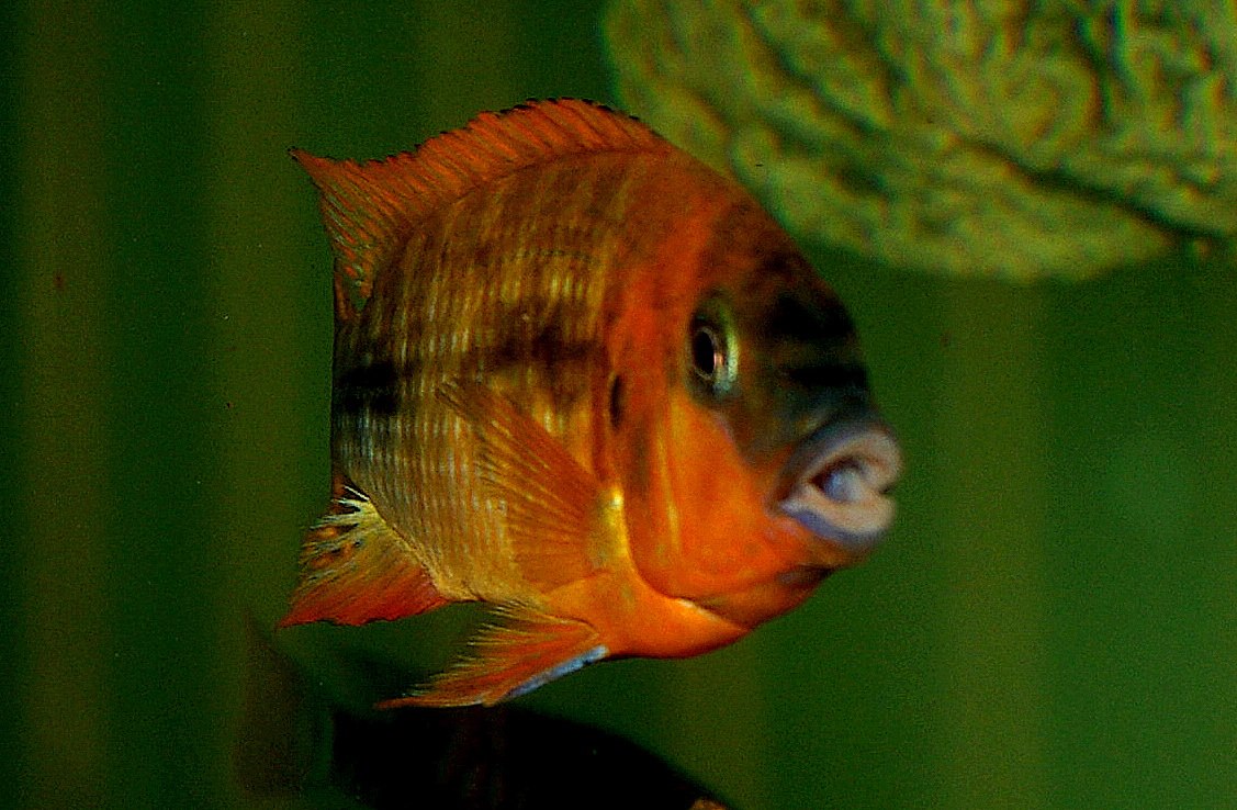 red luagala.jpg