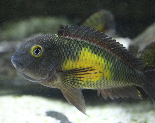 mexiko stora c.jpg