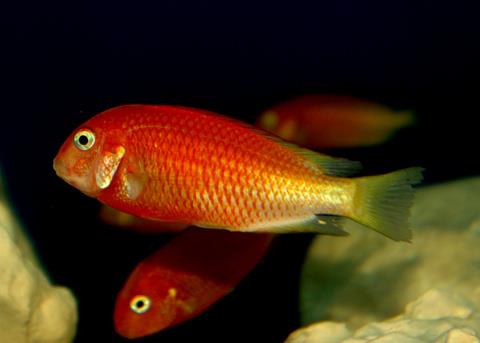 red bishop.jpg