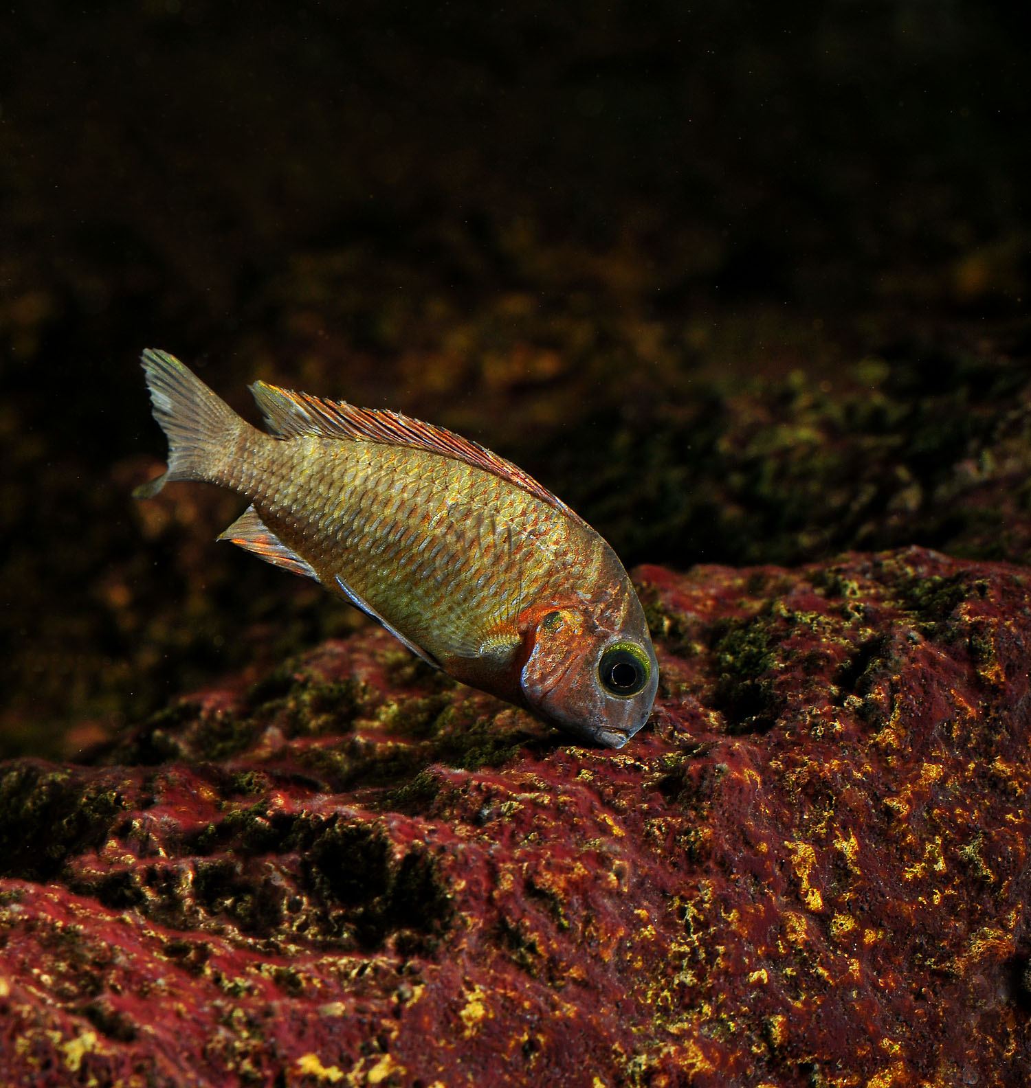 DSC_4508.JPG