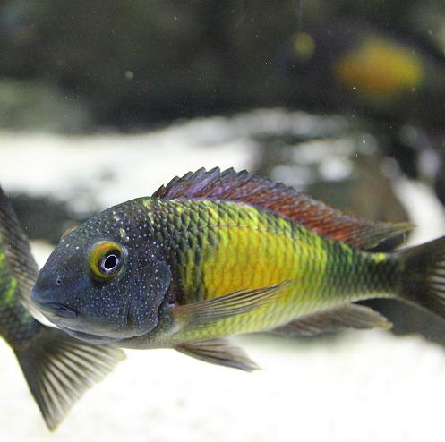 tropheus 2013 liten.JPG