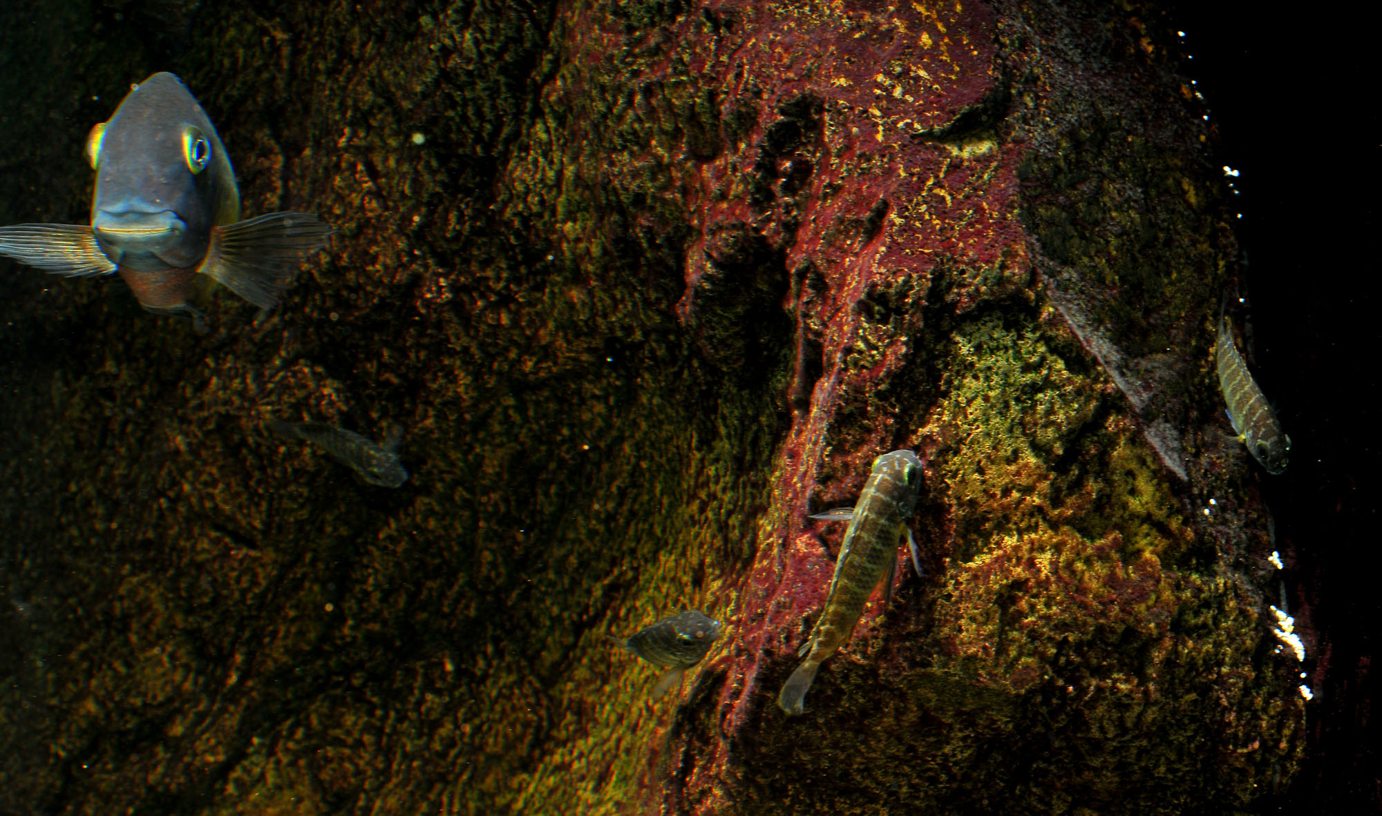 DSC_4475.JPG
