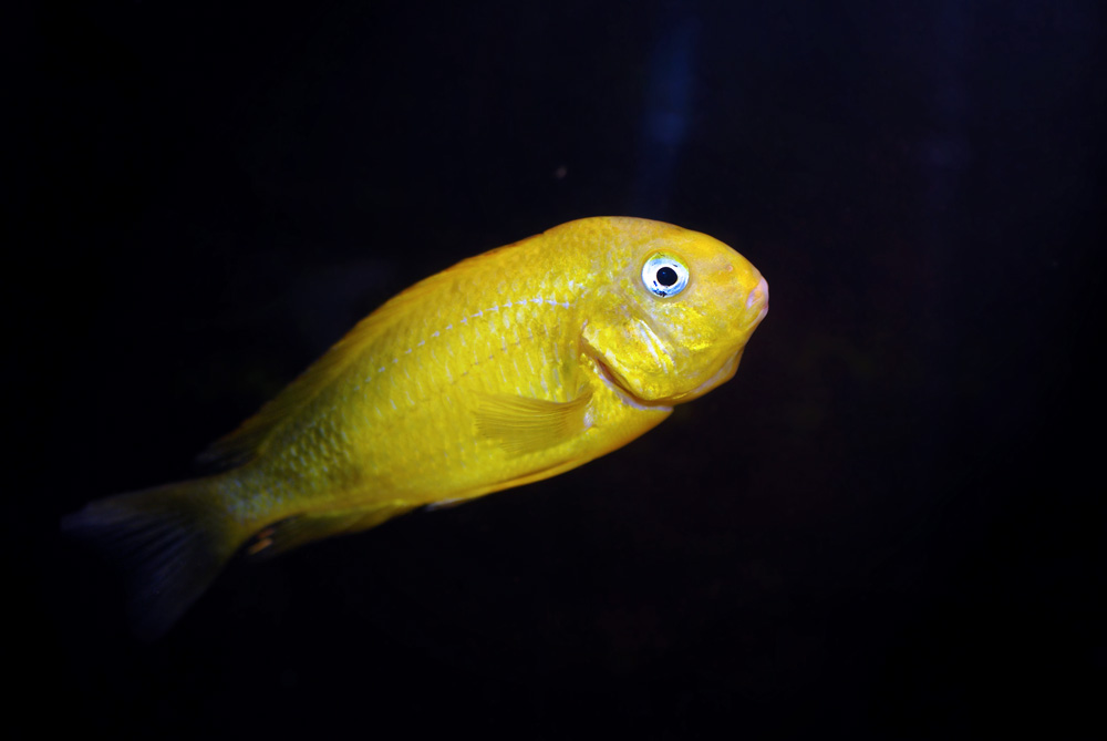 Kiriza gold1.jpg