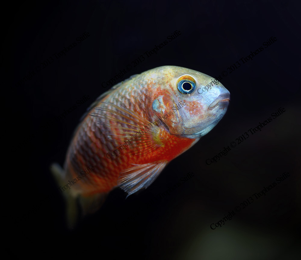 Muzumi red1.jpg