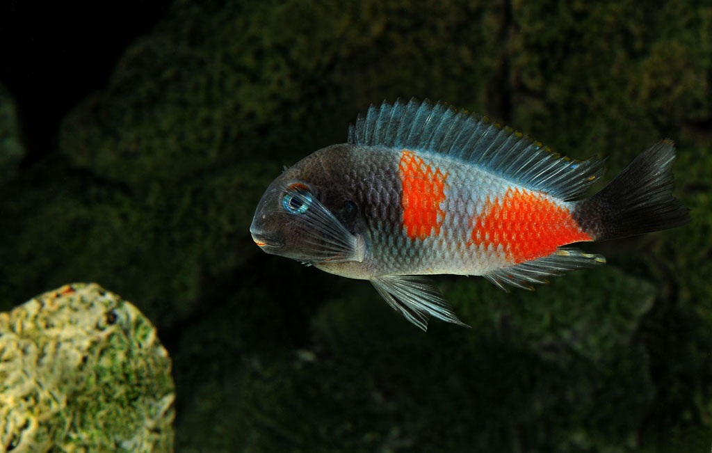 Bulu Point Hane.JPG
