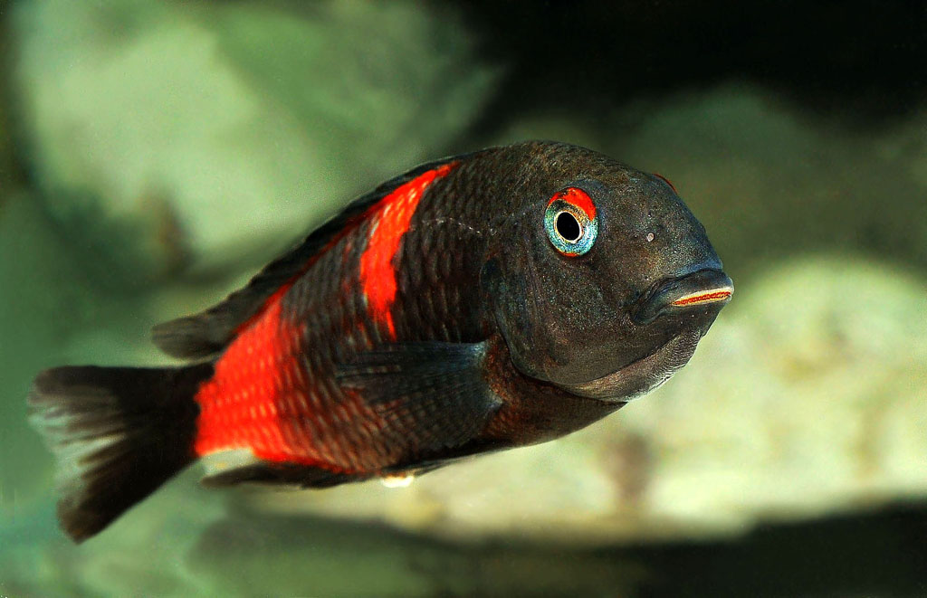 Bulu Point Hona.JPG