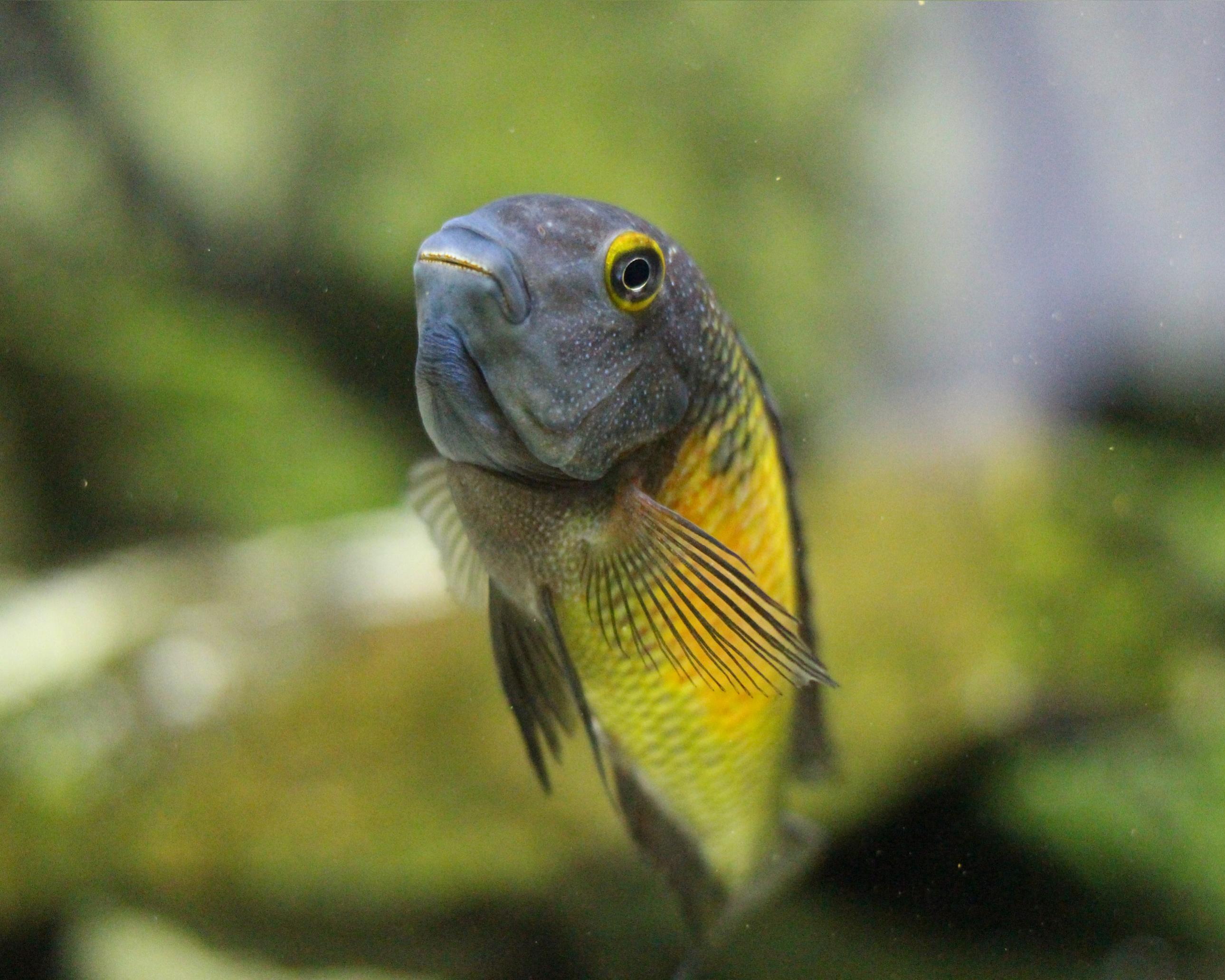 fish 003.jpg