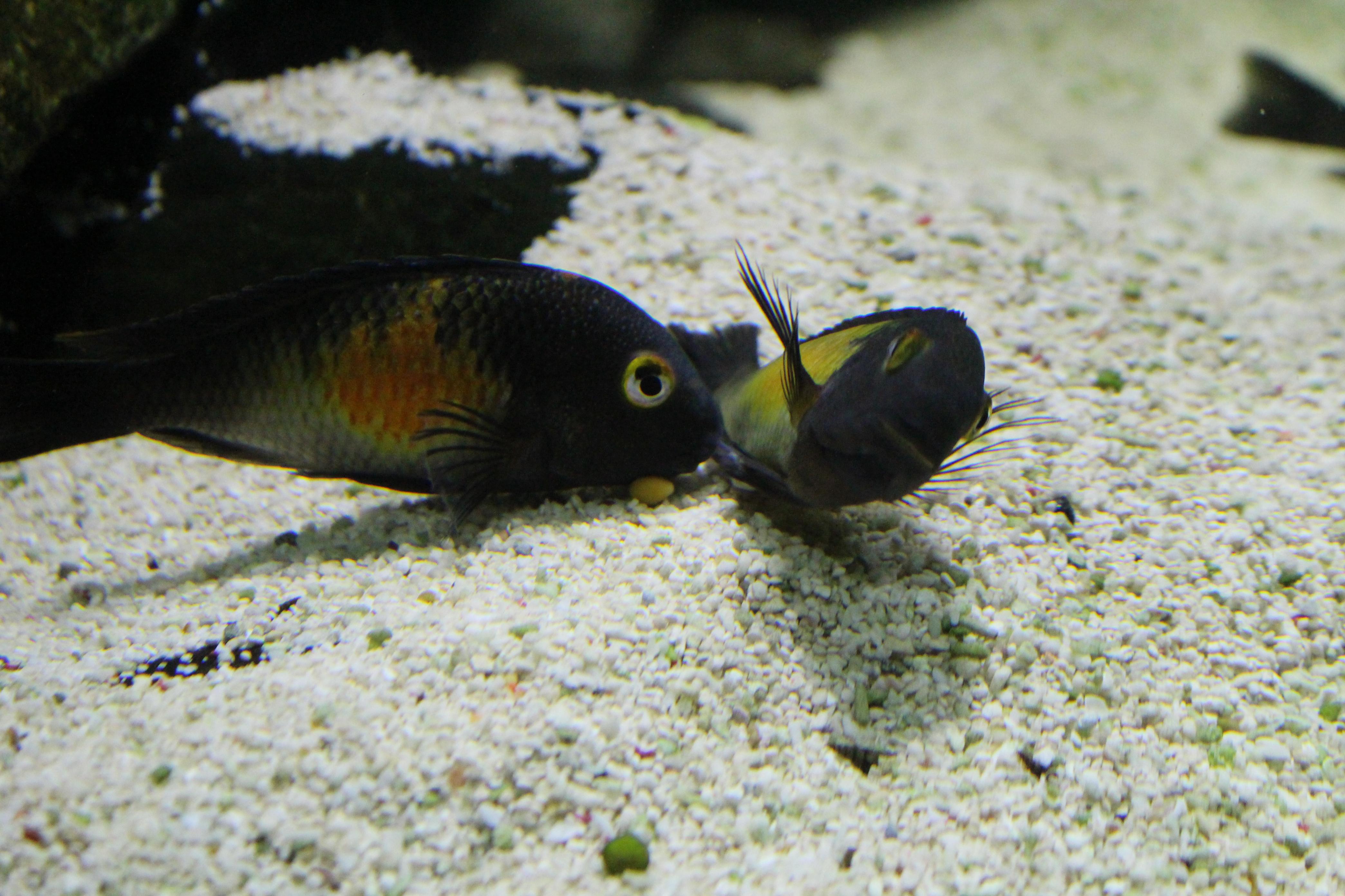 fisken2 120.jpg