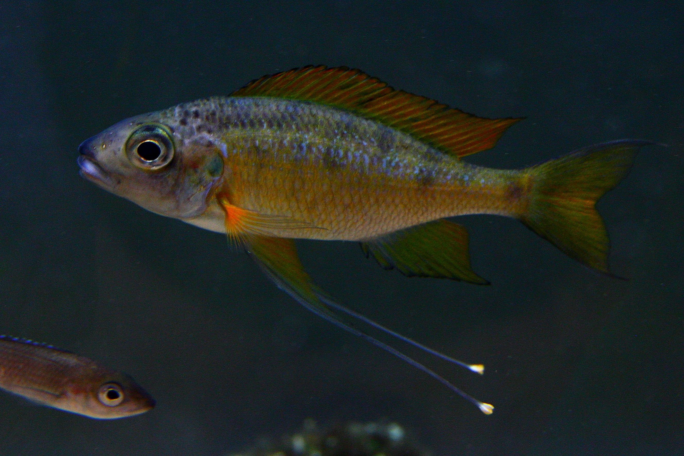 Ophthalmotilapia nasuta Nangu.jpg