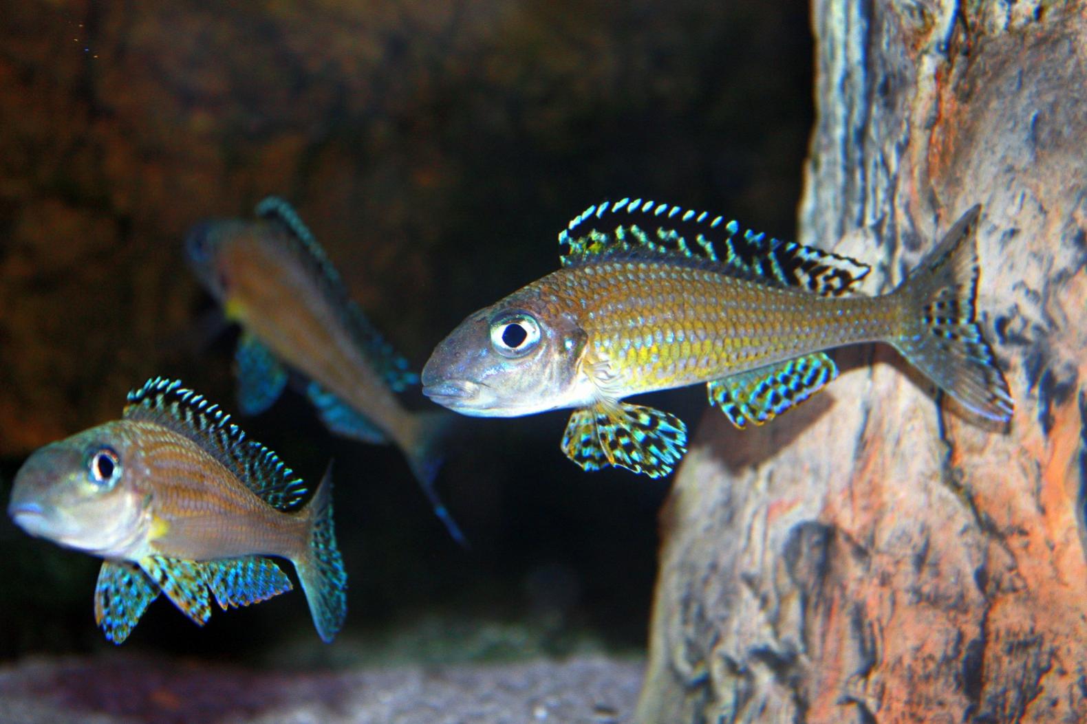 Fisk 154.jpg