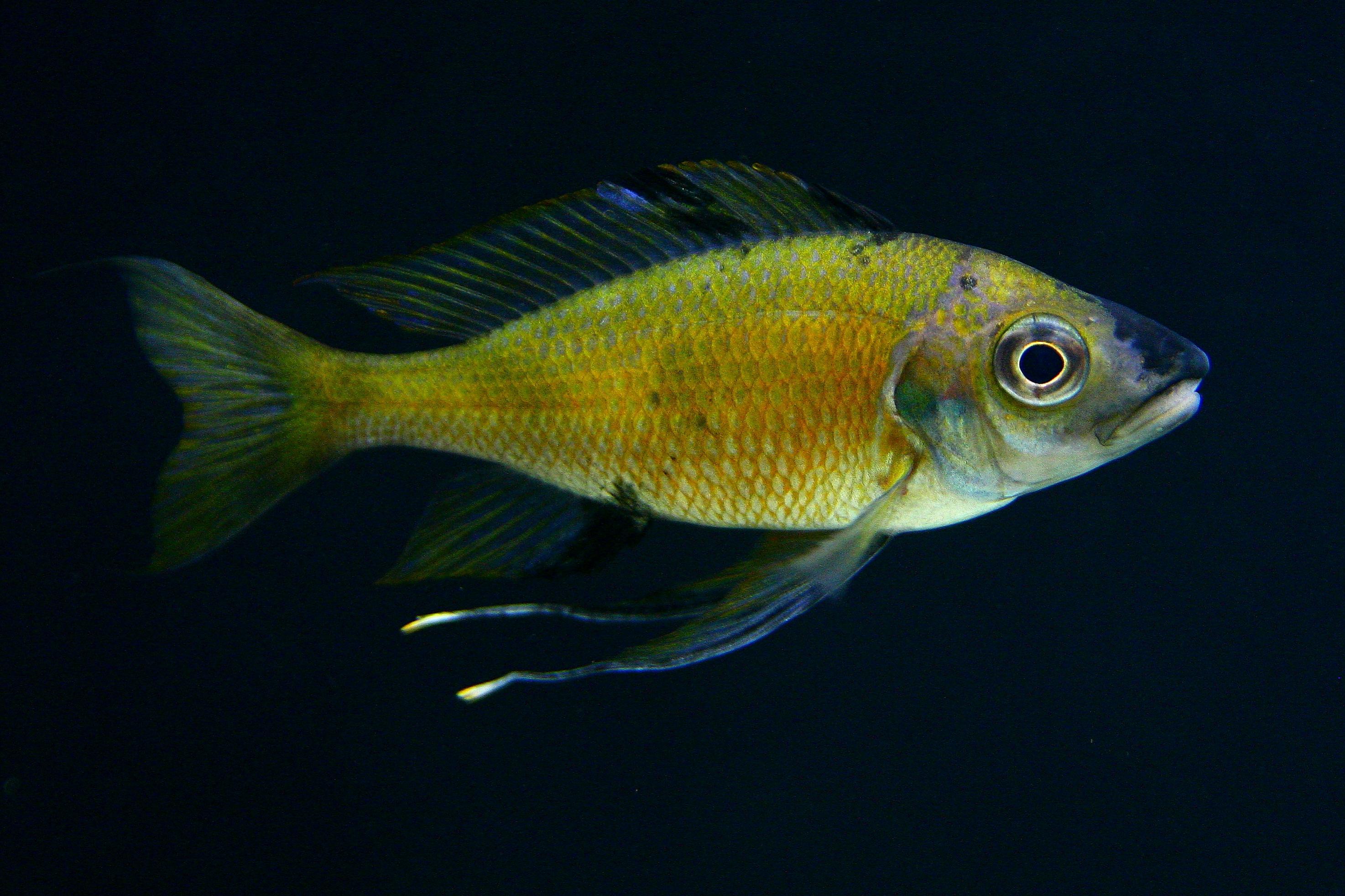 Ophthalmotilapia nasuta Mabilibili OB -höger.jpg