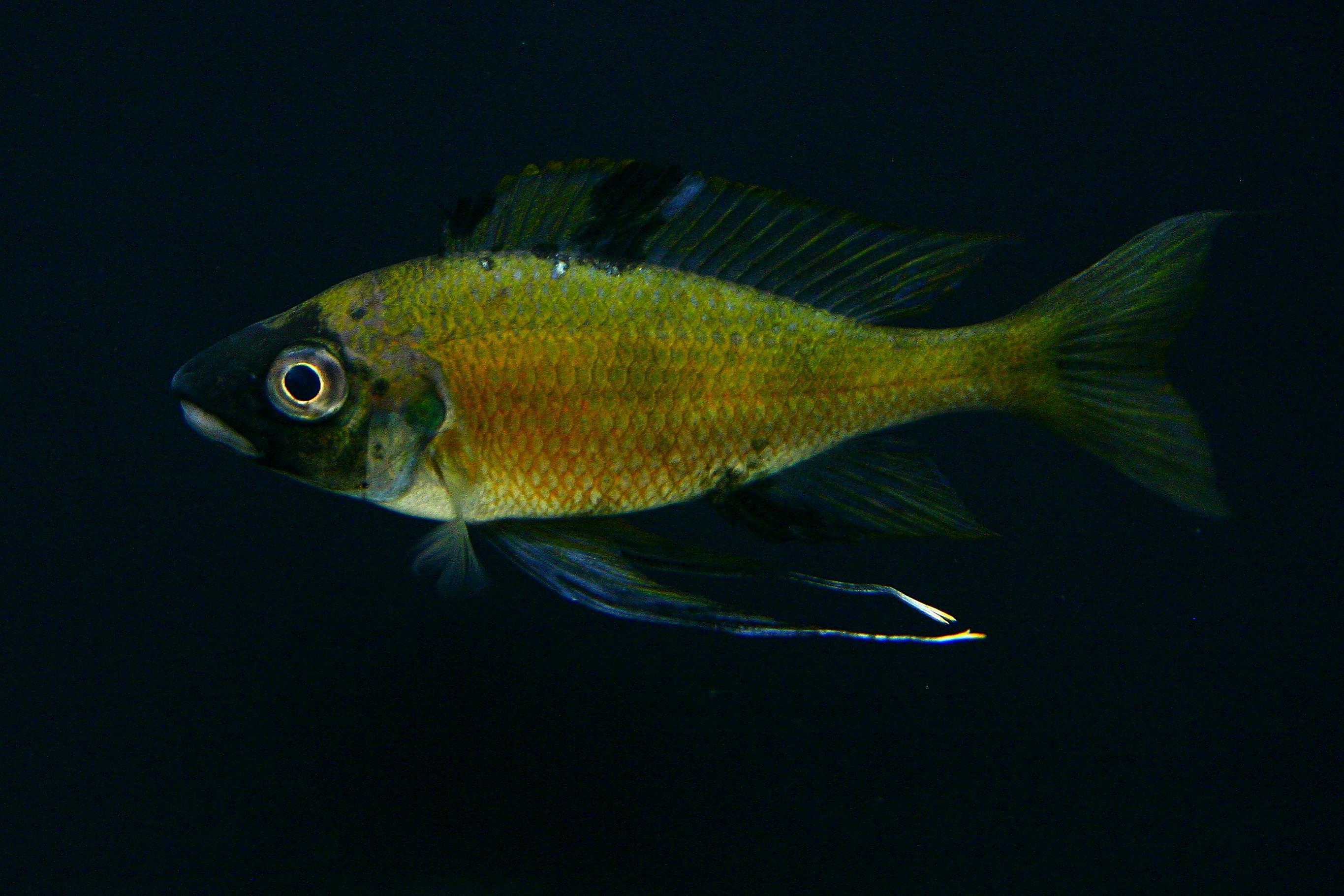 Ophthalmotilapia nasuta Mabilibili OB -vänster.jpg