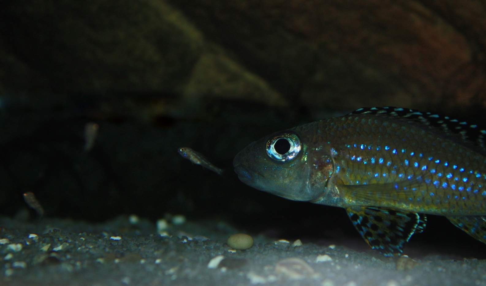 fisk-2010-09-16 031.jpg