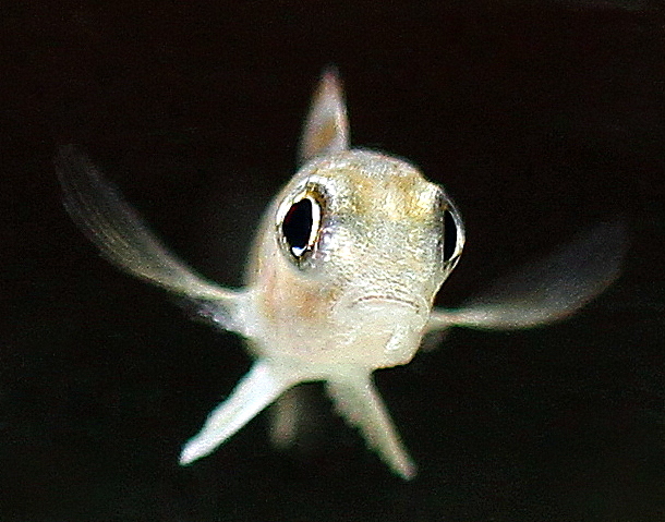 IMG_4568mini.jpg