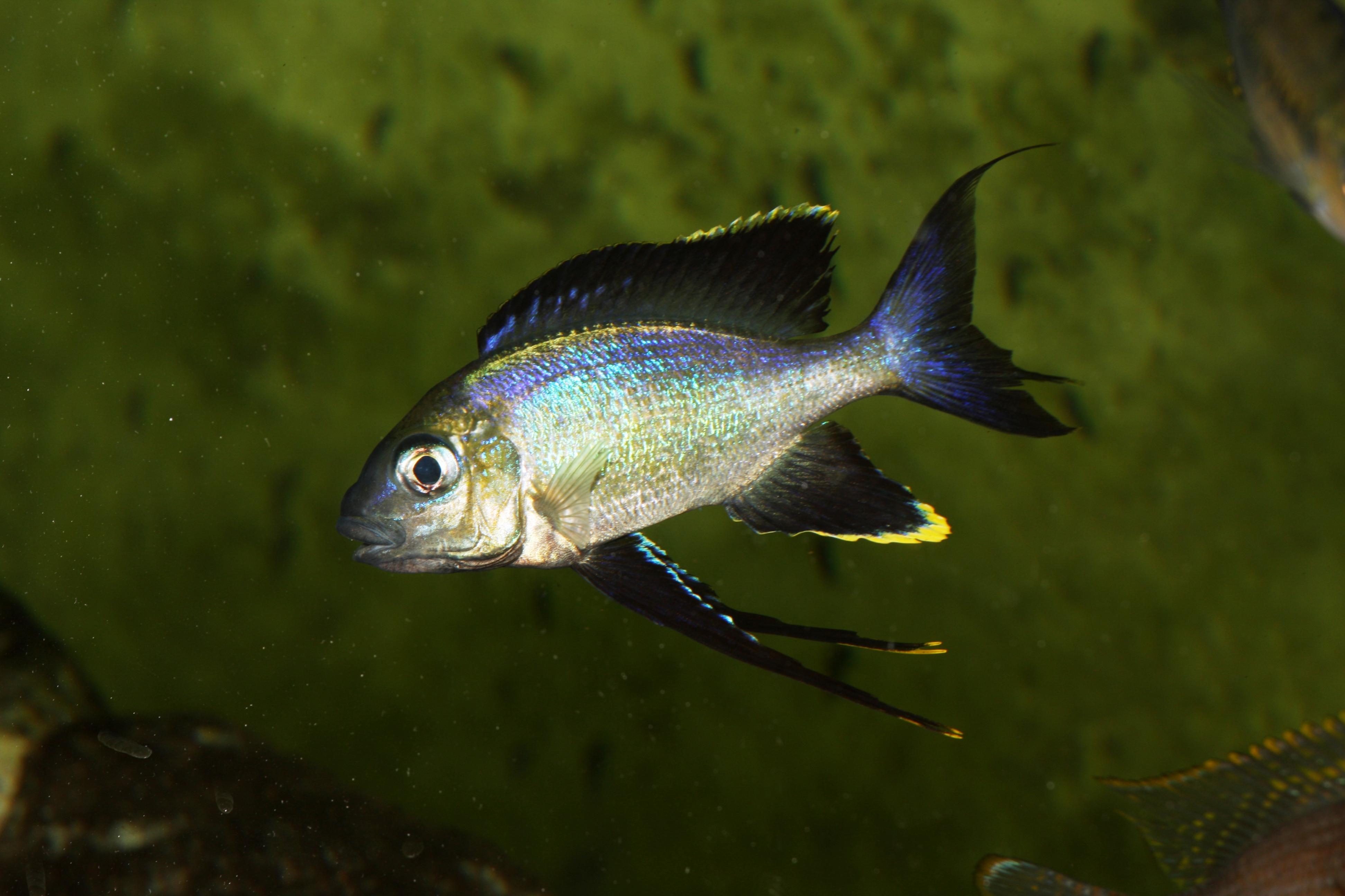 Cyathopharynx foae, Magara.jpg