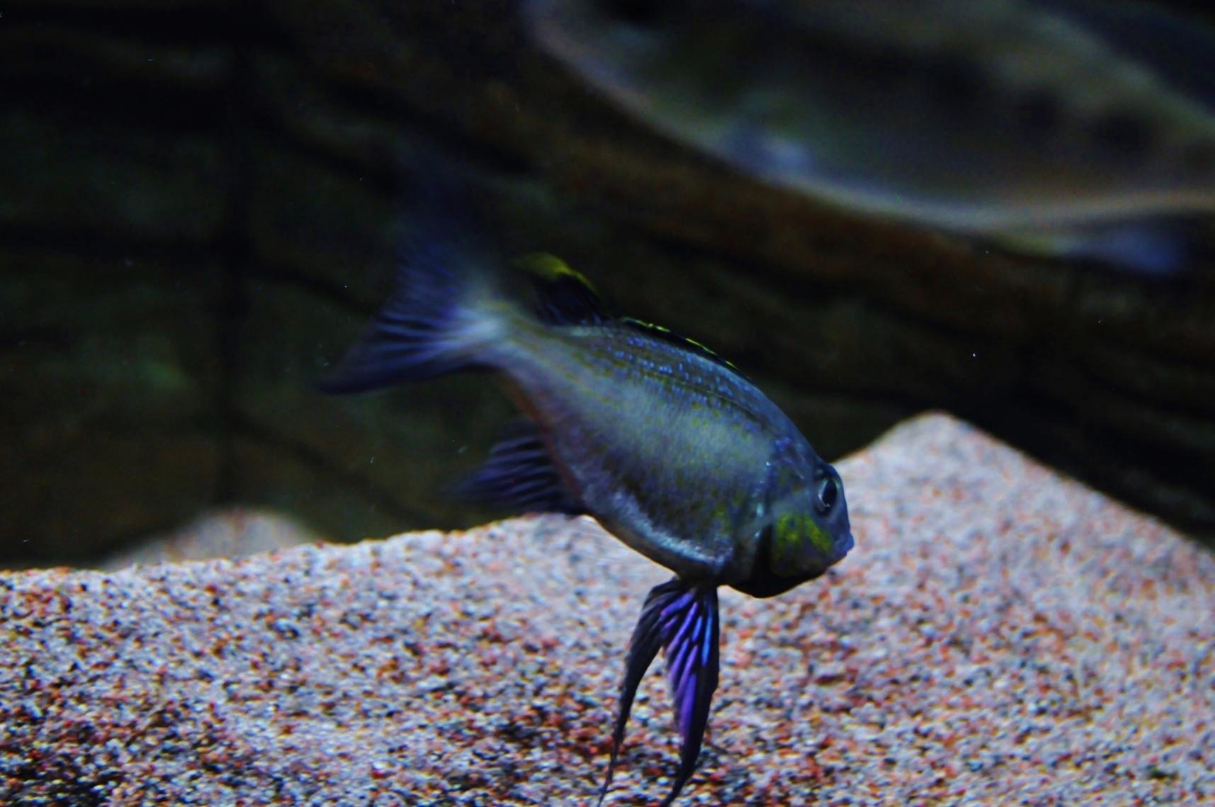 C.foae 011.jpg
