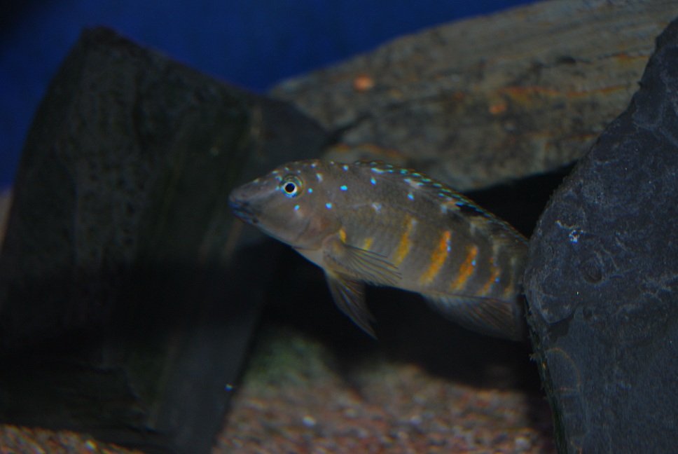 DSC_0716.JPG