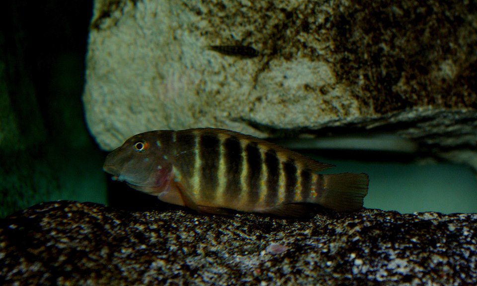 Eretmodus marksmithi Kigoma 3.jpg