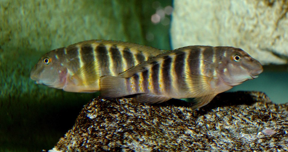 Eretmodus marksmithi Kigoma.jpg