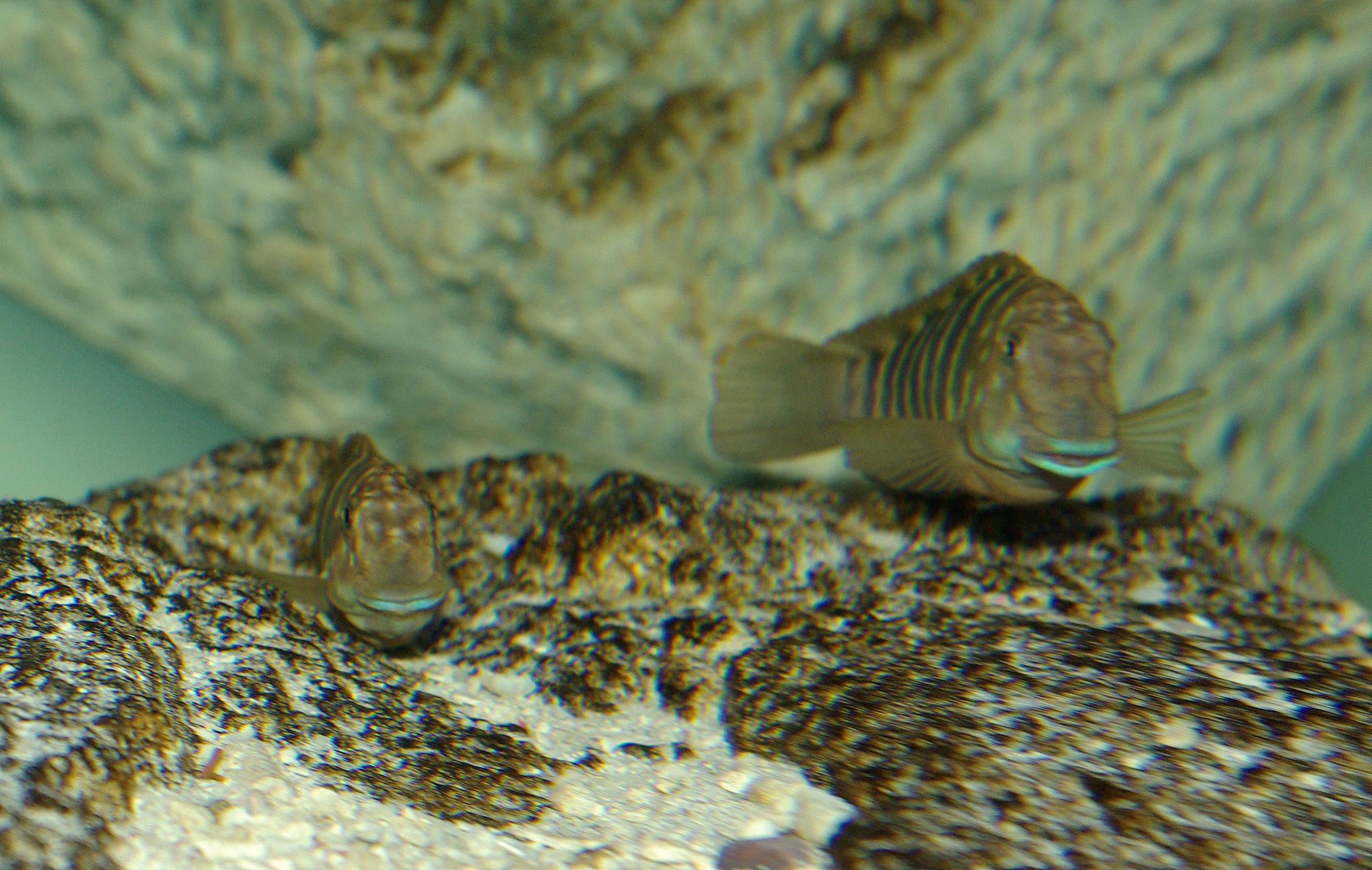 IMGP3237.jpg