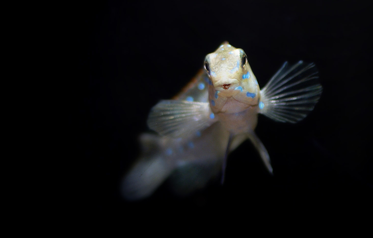 Tanganicodus irsacae Kibishi3.jpg