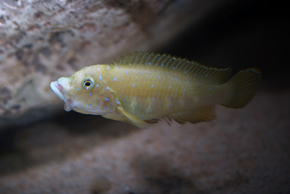 Eretmodus cyanostictus Kasanga8.jpg
