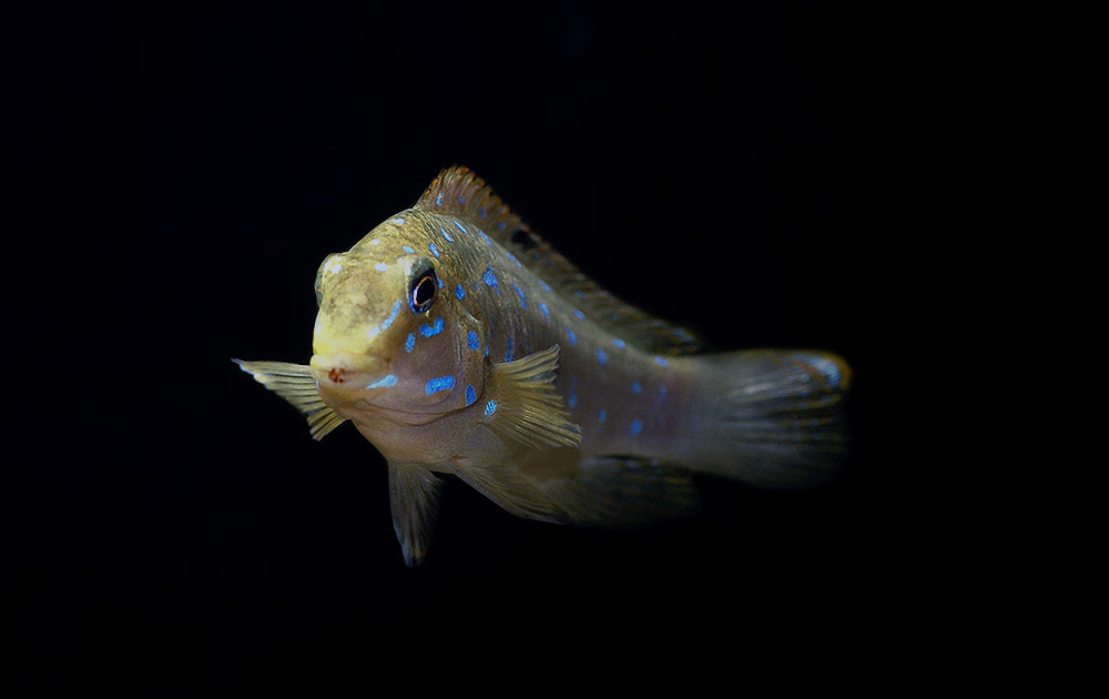 Tanganicodus irsacae Kibishi.jpg