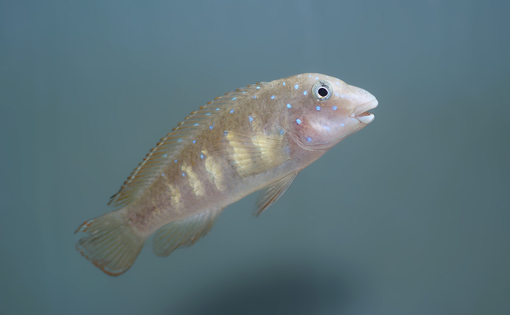 Eretmodus cyanostictus Mupulungu.jpg