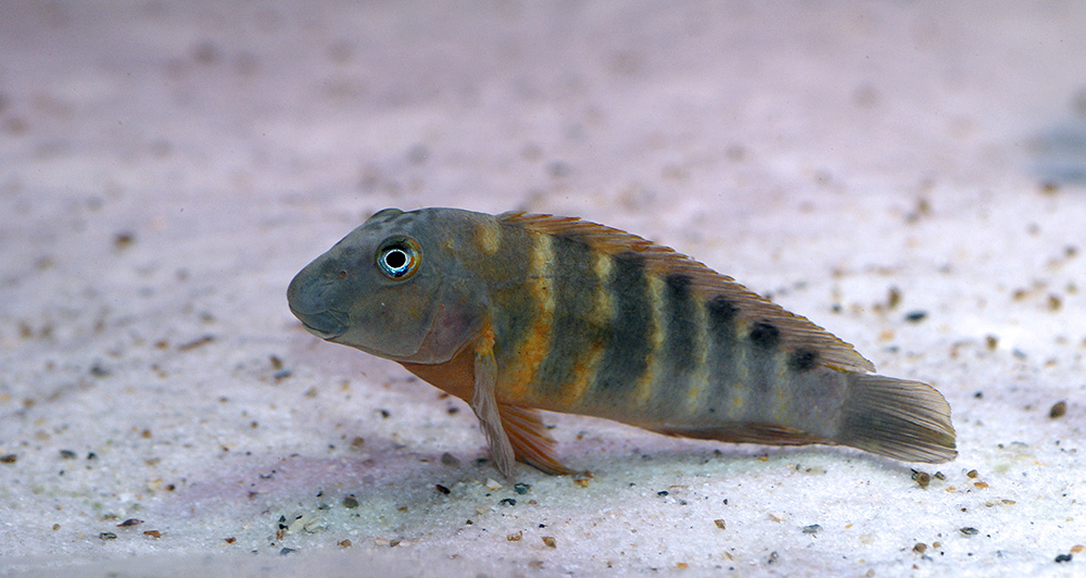 Eretmodus Marksmithi Bulo point.jpg