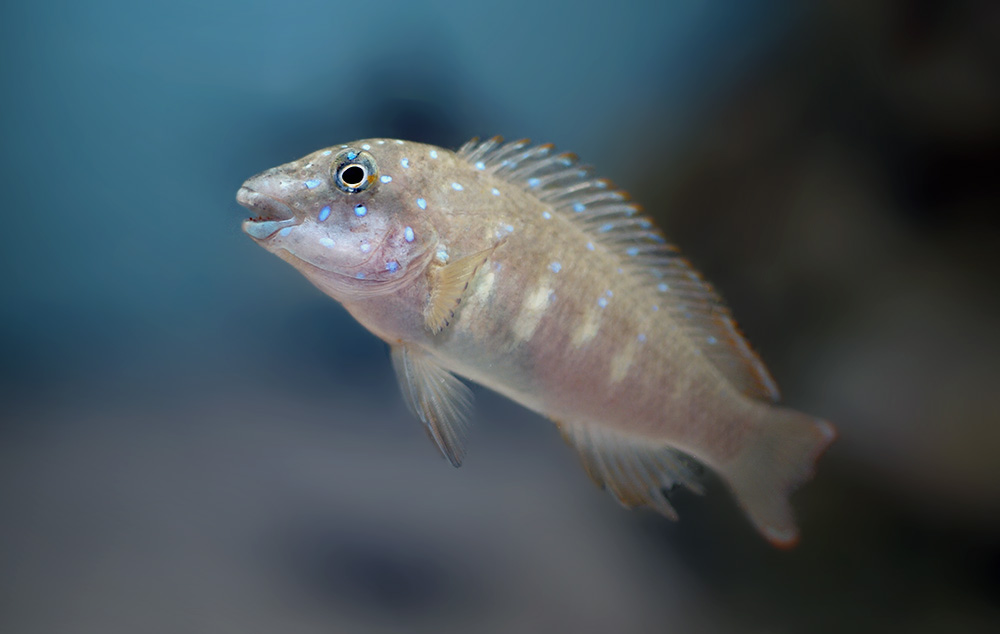 Eretmodus cyanostictus Mupulungu1.jpg