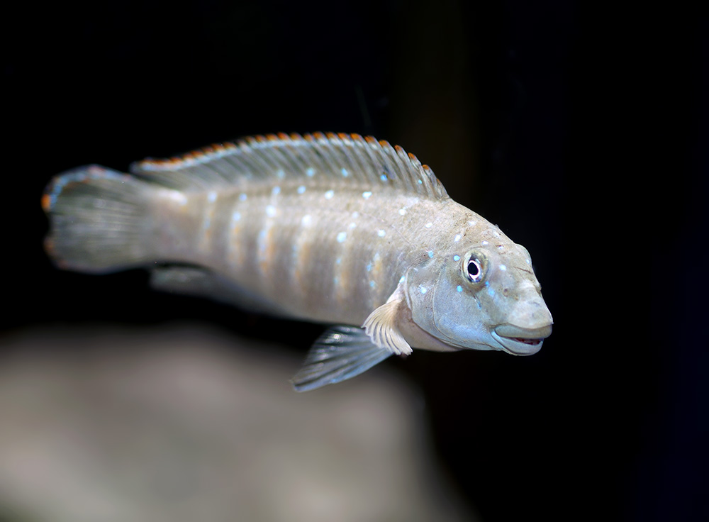Eretmodus cyanostictus Kipili.jpg
