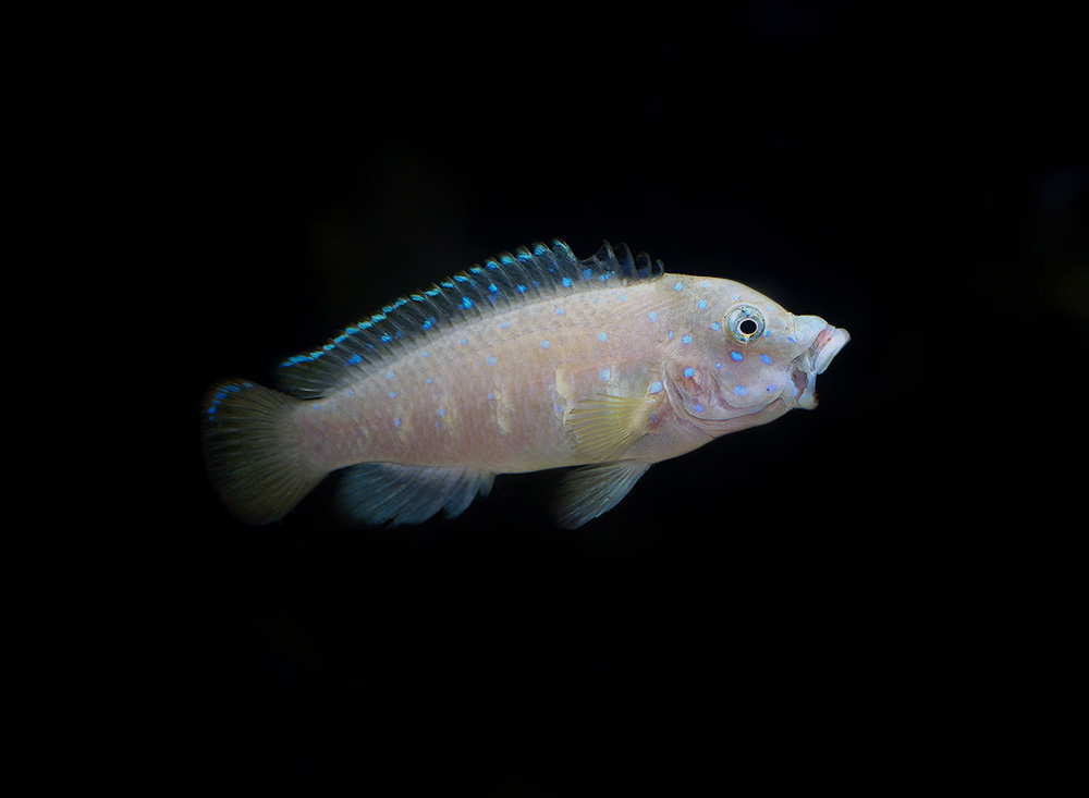 Eretmodus cyanostictus Kasanga9.jpg