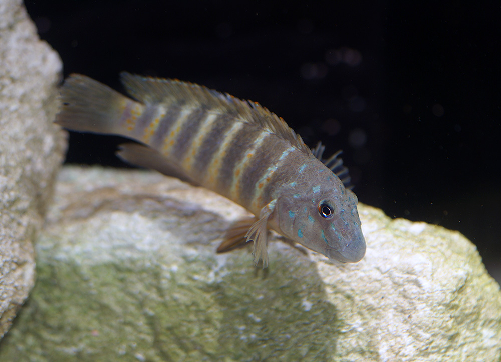 Eretmodus Marksmithi Mabilibili2.jpg