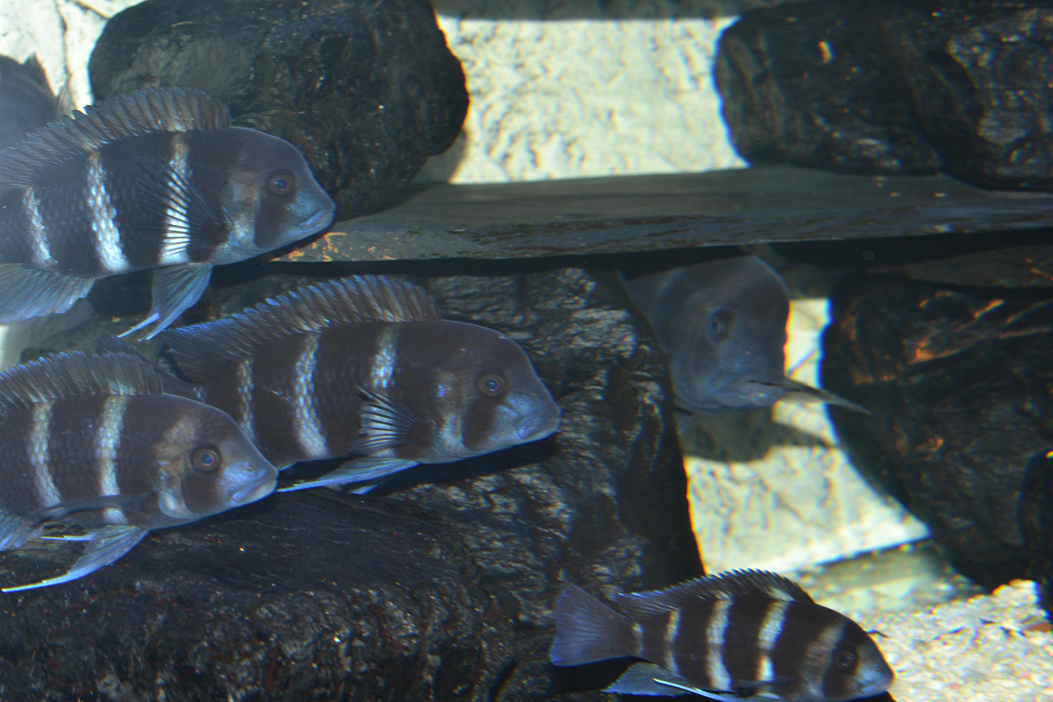 2014-02-02 Akv 019.jpg