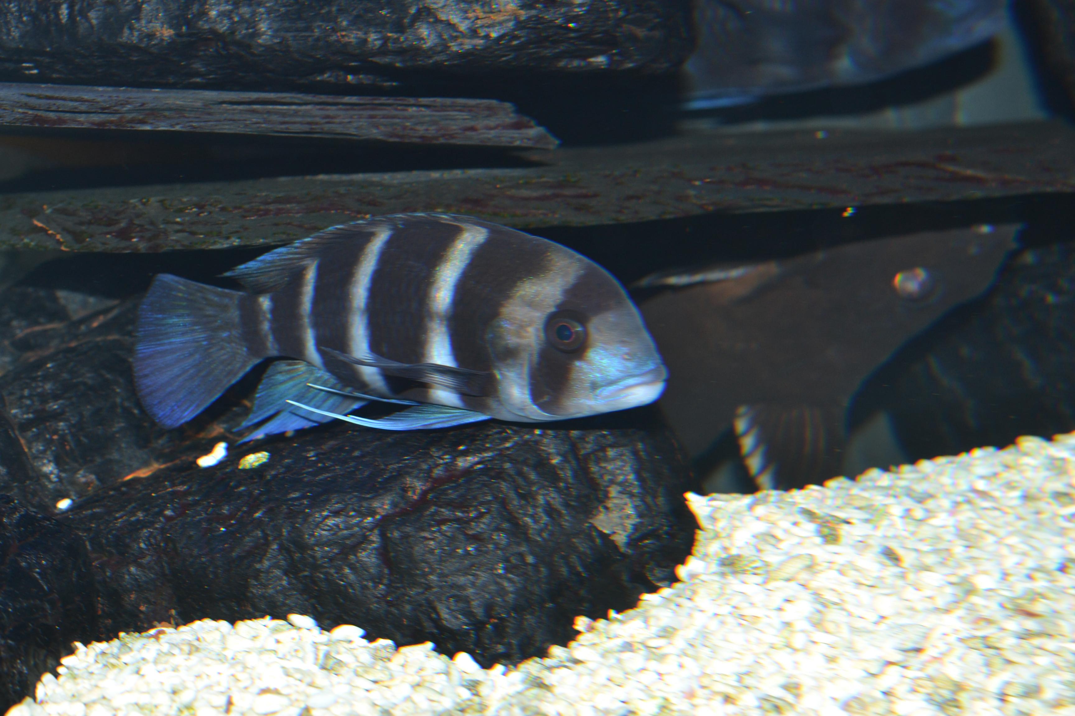 2014-02-02 Akv 029.jpg