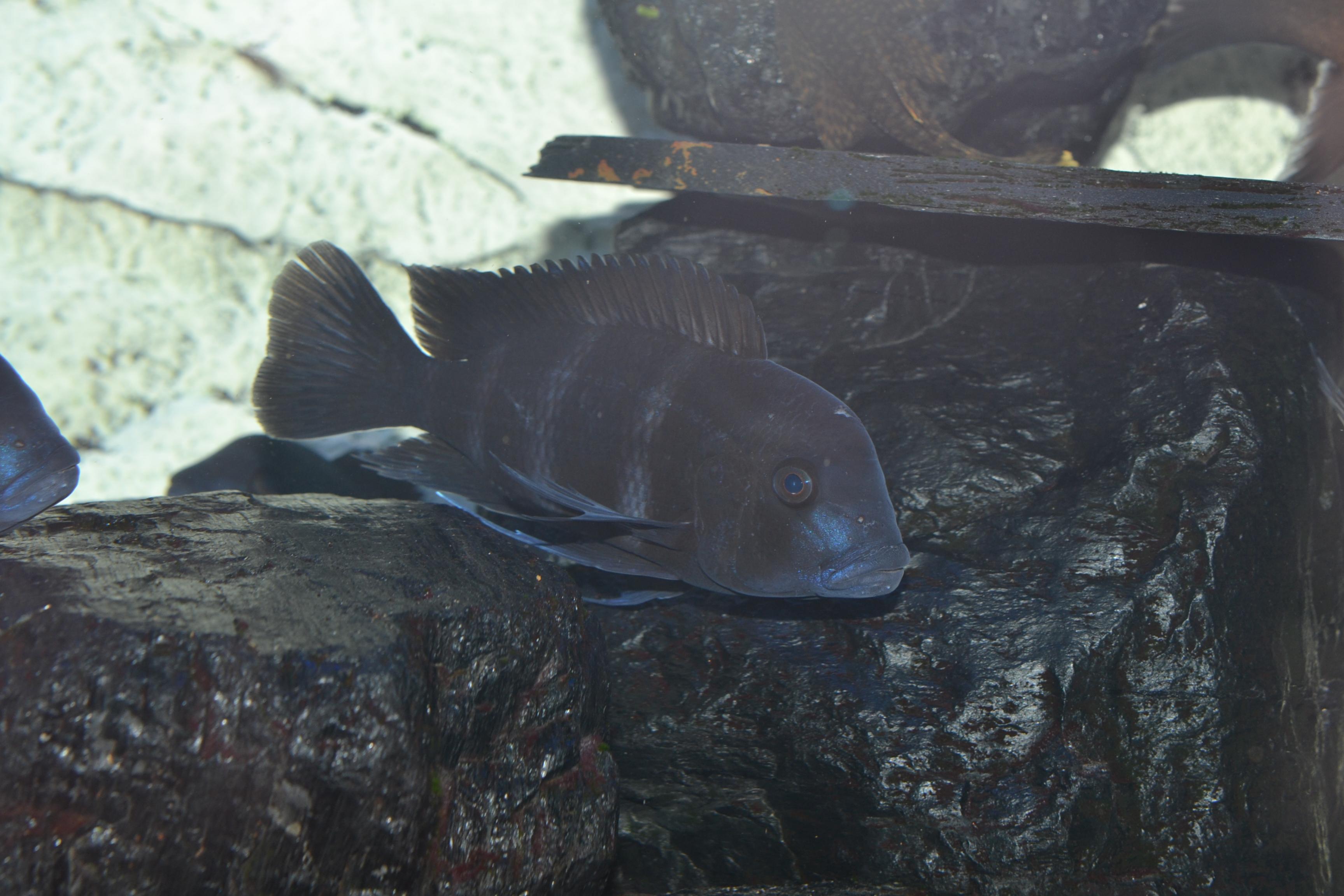 2014-02-02 Akv 002.jpg