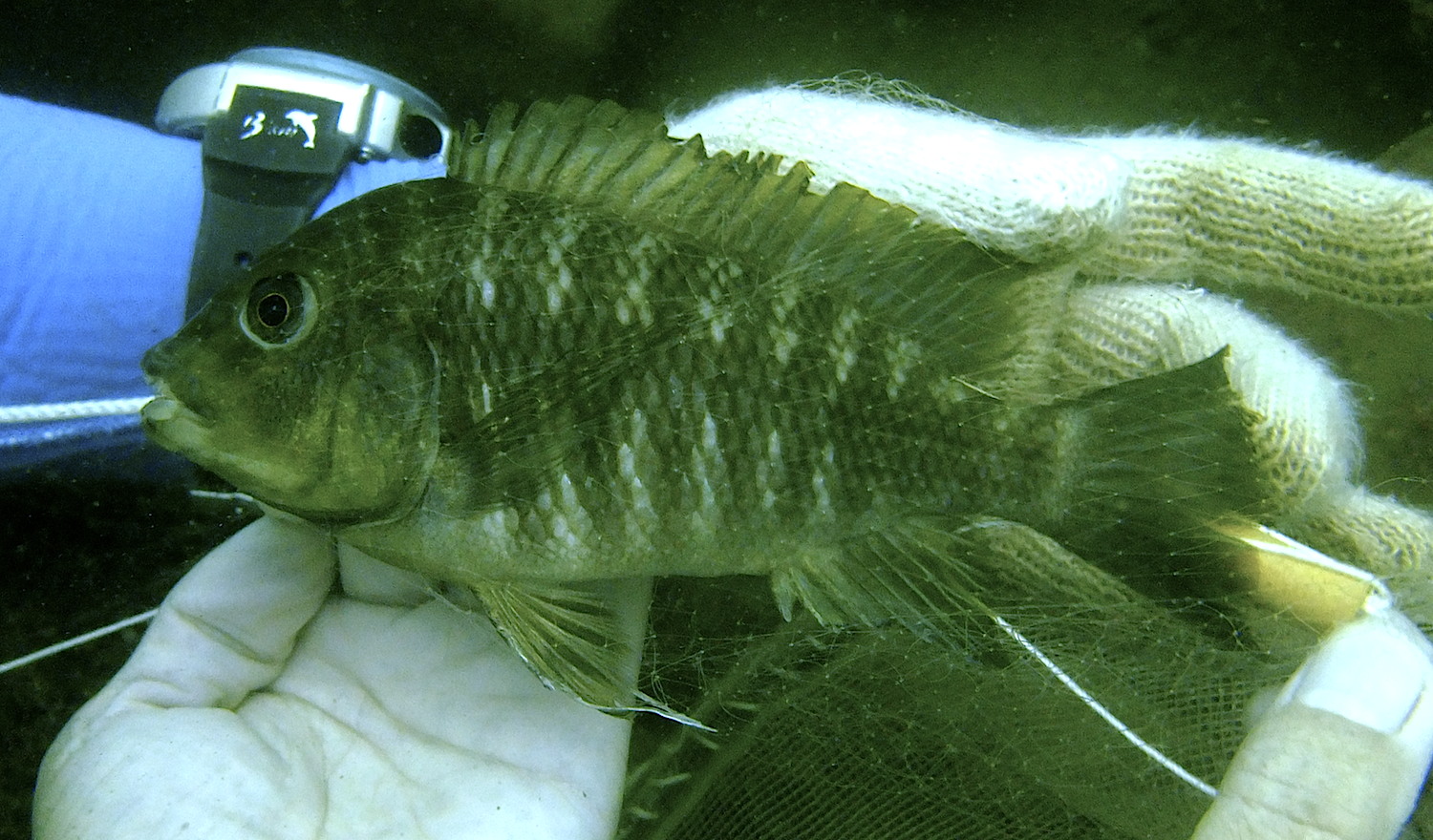 p_horii01-holotype-tetsumi_takahashi.JPG
