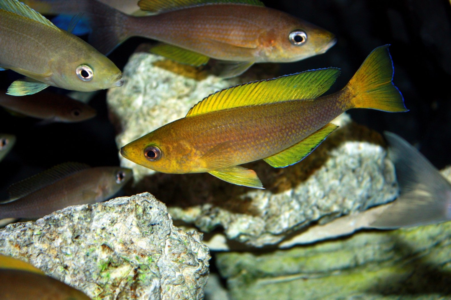 coluratus[1].jpg