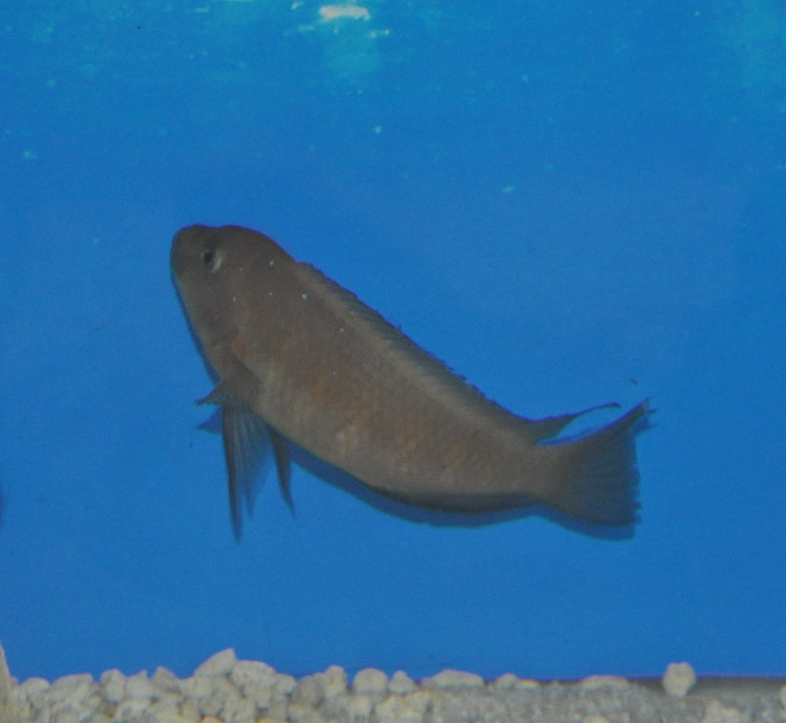 DSC_0983.JPG