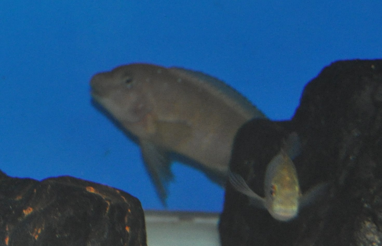 DSC_0984.JPG