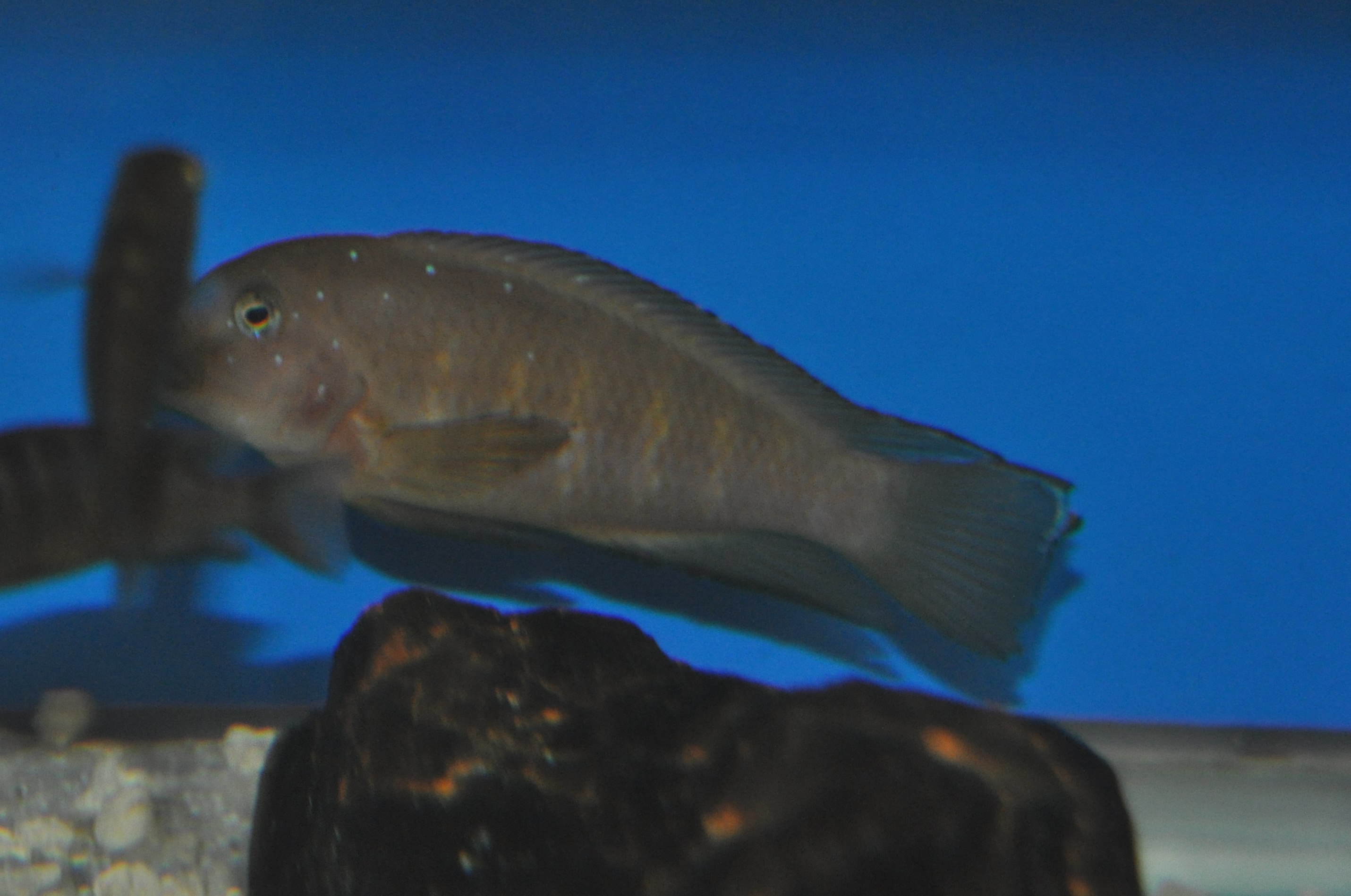 DSC_0991.JPG