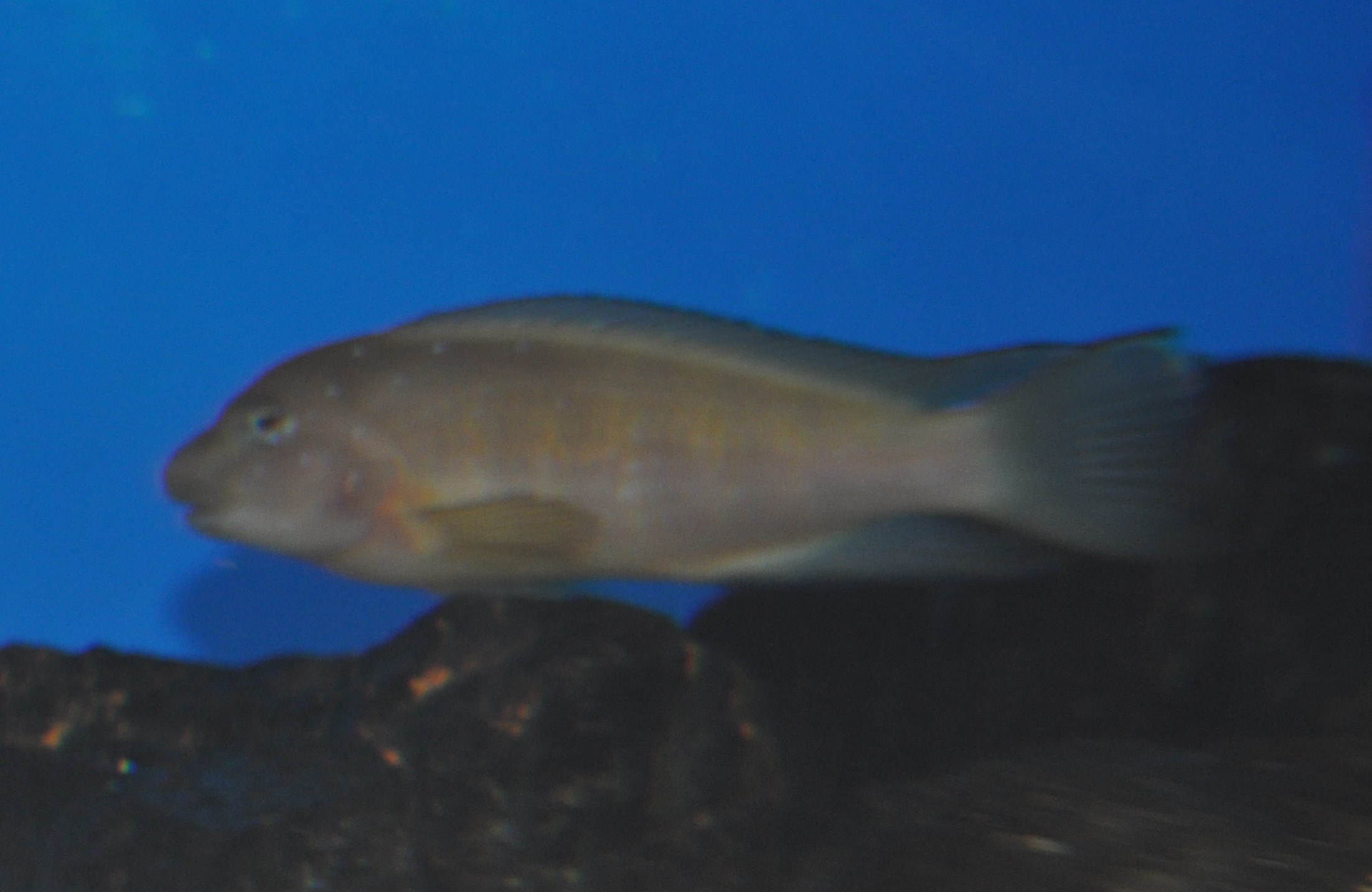 DSC_0987.JPG