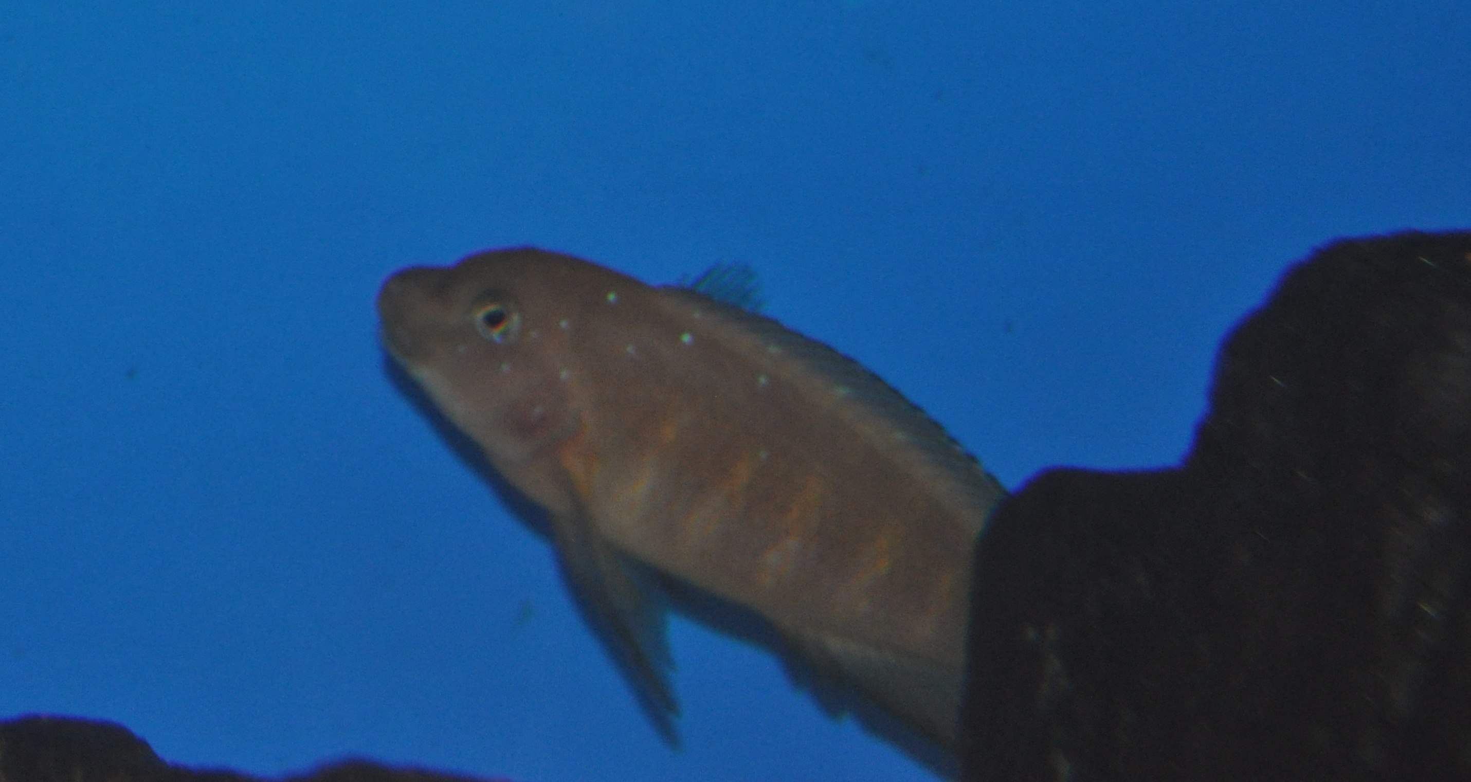 DSC_0992.JPG