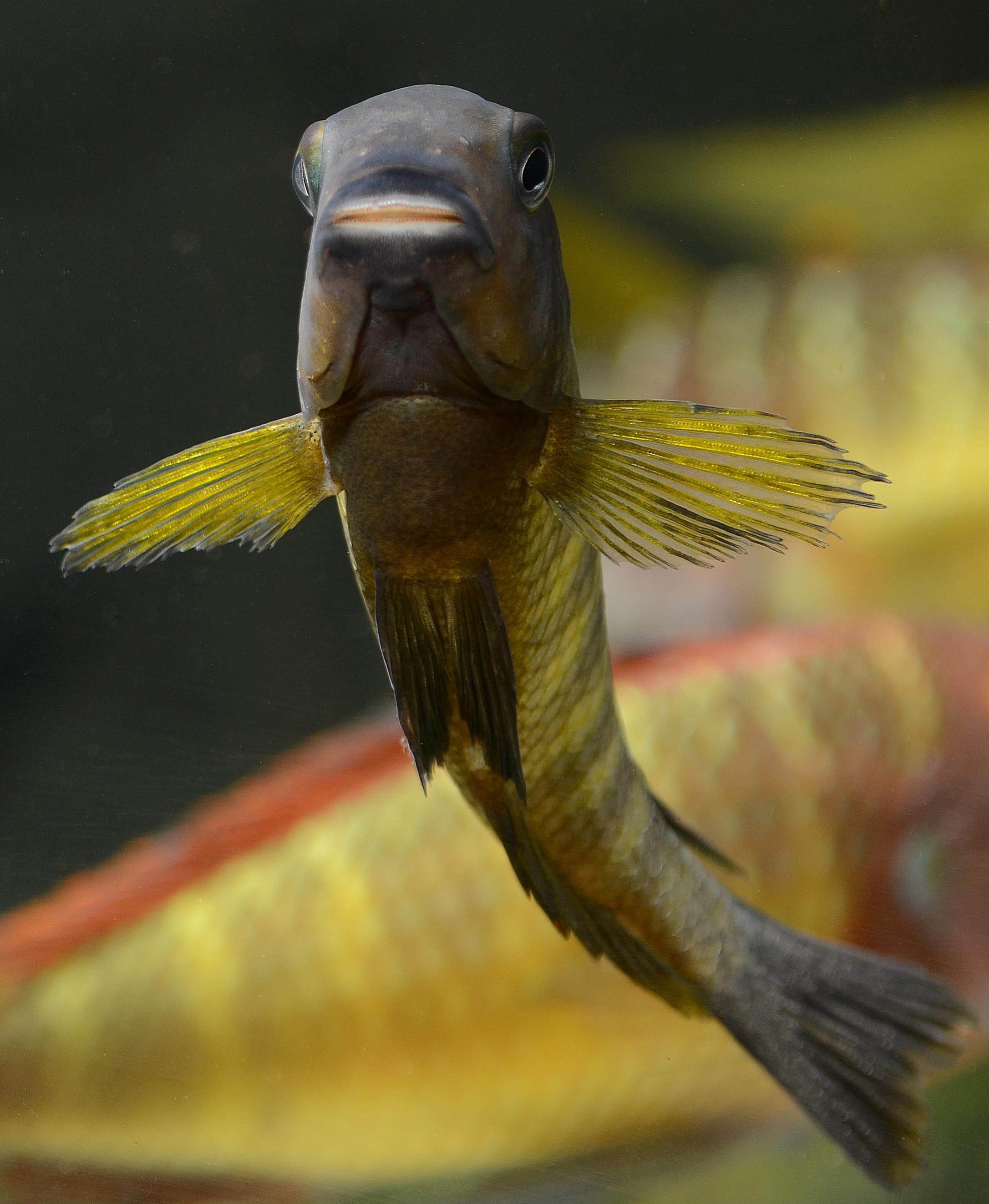 chugwa.jpg