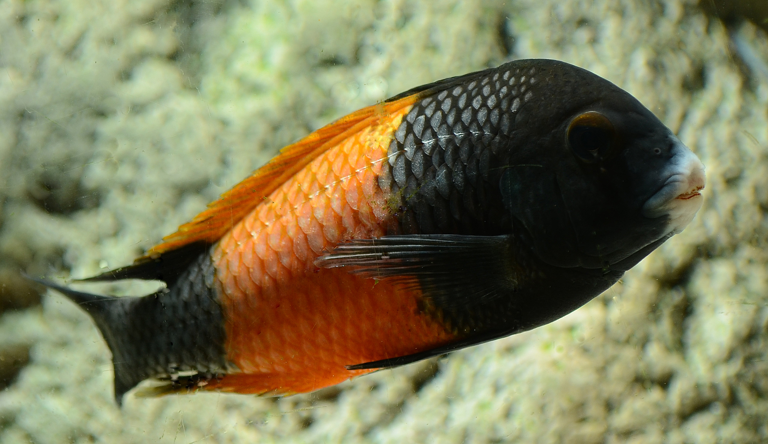 pemba1.jpg